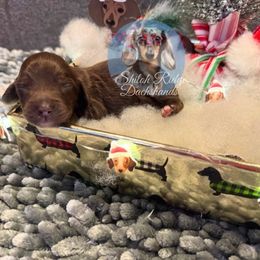 Clark - Chocolate male Dachshund puppy in Adamsville, Tennessee from Shiloh Ridge Dachshunds