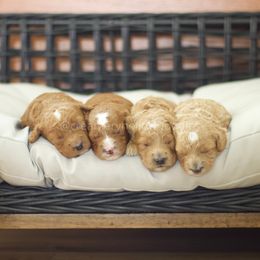 Goldendoodle puppies from Creamery Hollow Doodles