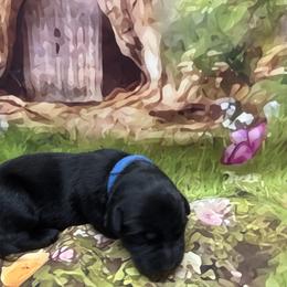 Picnic - Black female Labrador Retriever puppy in Danby, Vermont from Wolf Mountain Kennel