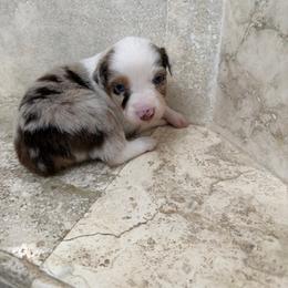 Scout - Red merle female Miniature American Shepherd puppy in Baker, Florida from East to Western Aussies
