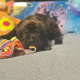 Miracle City Orange - Black brindle male Cane Corso puppy in Conroe, Texas from Miracle City