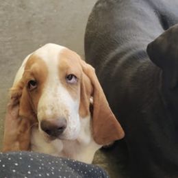 Basset Hounds and Rottweilers from Von Black Rottweilers and TriniCali Basset Hounds