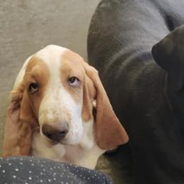Basset Hounds and Rottweilers from Von Black Rottweilers and TriniCali Basset Hounds
