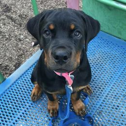 Greater Swiss Mountain Dogs and Rottweilers from SS Swisses