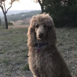 Bailey - Poodle