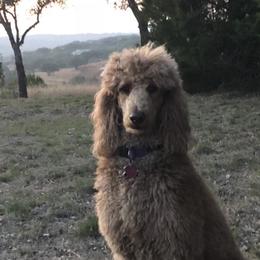 Bailey - Poodle