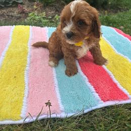 Hunter - Red male Cavapoo puppy in Mint Hill, North Carolina from DoodleForever
