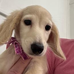 Daisy - Cream female Dachshund puppy in Ocala, Florida from Sugarbakers Kennel