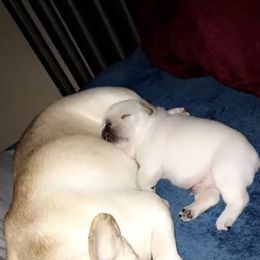 French Bulldog Puppies from Heartfelt Kennels