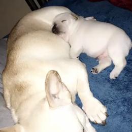 French Bulldog Puppies from Heartfelt Kennels