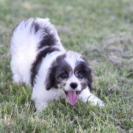 Cavalier King Charles Spaniel and Cavapoo Puppies from Lindsey’s Cavies