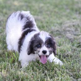 Cavalier King Charles Spaniel and Cavapoo Puppies from Lindsey’s Cavies
