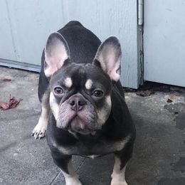 French Bulldog Puppies from Doe Ball Bullies. INC