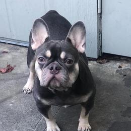 French Bulldog Puppies from Doe Ball Bullies. INC