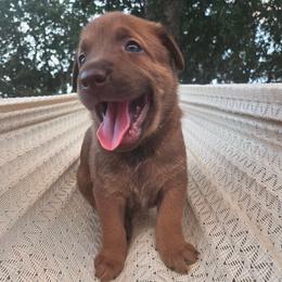 Rapunzel - female Belgian Malinois puppy in Signal Mountain, Tennessee from Torgun Police Dogs
