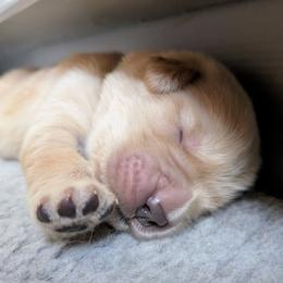 Boy 2 - Golden male Golden Retriever puppy in Kittanning, Pennsylvania from Shadomoon