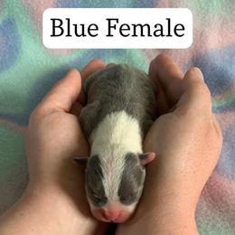 Boston Terrier Puppies from Heather's Boston Babies