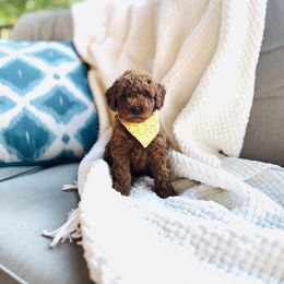 Expresso - Red  male Goldendoodle puppy in Elizabethtown, Kentucky from Reddy Poodles & Doodles