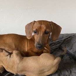 Coco - Dachshund
