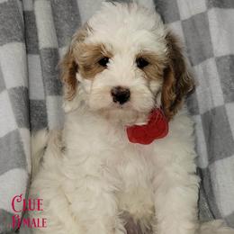 Clue - Red female Australian Labradoodle puppy in Beecher, Illinois from Erica’s Doodles
