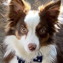 Dexter  - Toy Australian Shepherd
