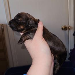 2 - Brindle male Dachshund puppy in Lansing, Michigan from Black Thunder 517 Cane Corso and Dachshunds