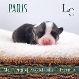 Paris - Black and tan female Pembroke Welsh Corgi puppy in Pine Village, Indiana from NL Horsemanship