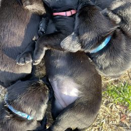 Labrador Retriever Puppies from Marshland Retrievers LLC