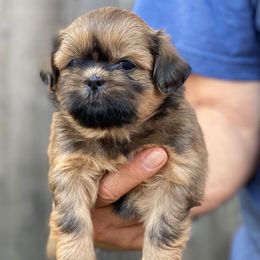 Ember - Tricolor female Shih Tzu puppy in Chico, California from North State Shih tzus