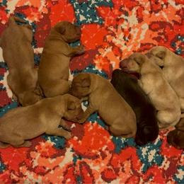 Female 2 - Yellow female Labrador Retriever puppy in Wardensville, West Virginia from Sager’s Labrador Puppies