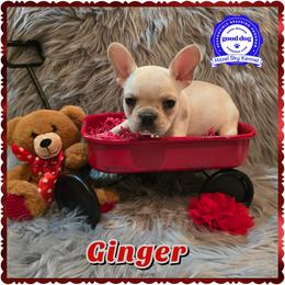 Ginger - Cream female French Bulldog puppy in Griffin, Georgia from Hazel Sky Kennel
