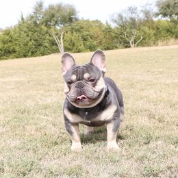 French Bulldog Puppies from Plus Ultra Bulldogs