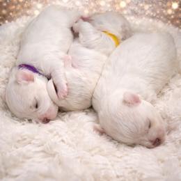 Izzy - White female Maltese puppy in North Chesterfield, Virginia from Maltese Love