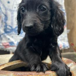 Daisy boy - Black male Dachshund puppy in Payette, Idaho from NT Mini Doxies
