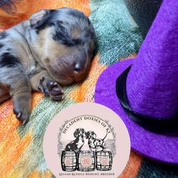 Bridget - Dapple female Dachshund puppy in Mt. Sterling, Kentucky from Decadent Doxies of KY