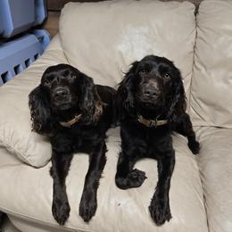 Boykin Spaniel, English Springer Spaniel, and Rat Terrier Puppies from 31 Pines Kennels