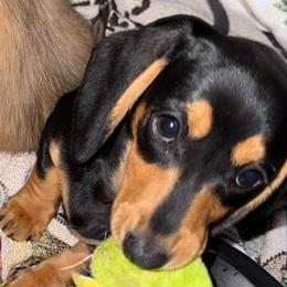 Clover (blue) - Black and cream female Dachshund puppy in Shawnee, Oklahoma from Magic Eagle Miniature Dachshunds