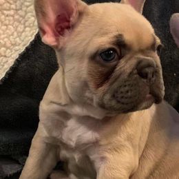 Bulldogs and French Bulldogs from Rocky Top Bulldogs