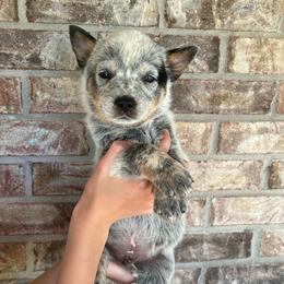 Boy 2 - Blue male Australian Cattle Dog puppy in Irvington, Kentucky from Dry Valley’s Australian Cattle Dogs