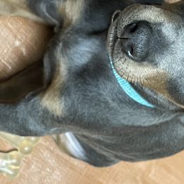 Dachshund and Doberman Pinscher Puppies from Cornerstone Dobermans