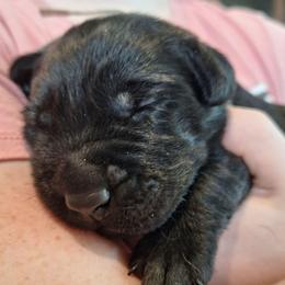 DM Me - Black male Labrador Retriever puppy in Martinsburg, West Virginia from Fetching Labrador Retrievers