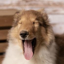 Collies from Creek Side Collie’s/Lady Loves Biewer’s