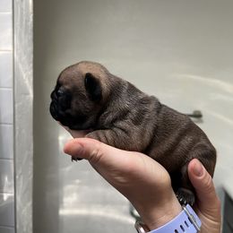 French Bulldog Puppies from Odom Frenchies