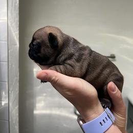 French Bulldog Puppies from Odom Frenchies