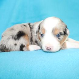 Dawn - Blue merle female Australian Shepherd puppy in Colorado from Firestone Australian Shepherds