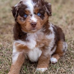 Miniature Australian Shepherd and Toy Australian Shepherd Puppies from Outland Toy & Mini Aussies