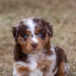Miniature Australian Shepherd and Toy Australian Shepherd Puppies from Outland Toy & Mini Aussies