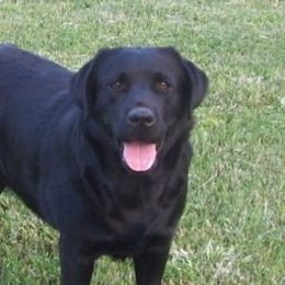 Labrador Retrievers from Sampson Labrador Retrievers