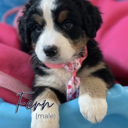 Bernedoodle and Bernese Mountain Dog Puppies from Faith and Family Farm