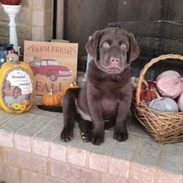 Labrador Retrievers from B&L Chocolate Farm